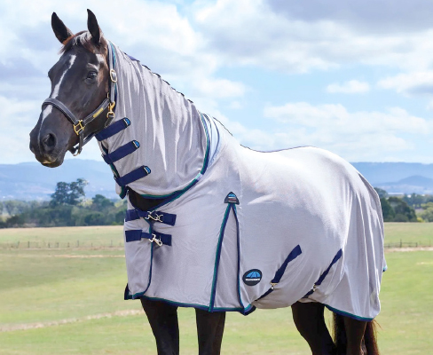 Best Equine Fly Sheets - Best Fly Protection for Horses
